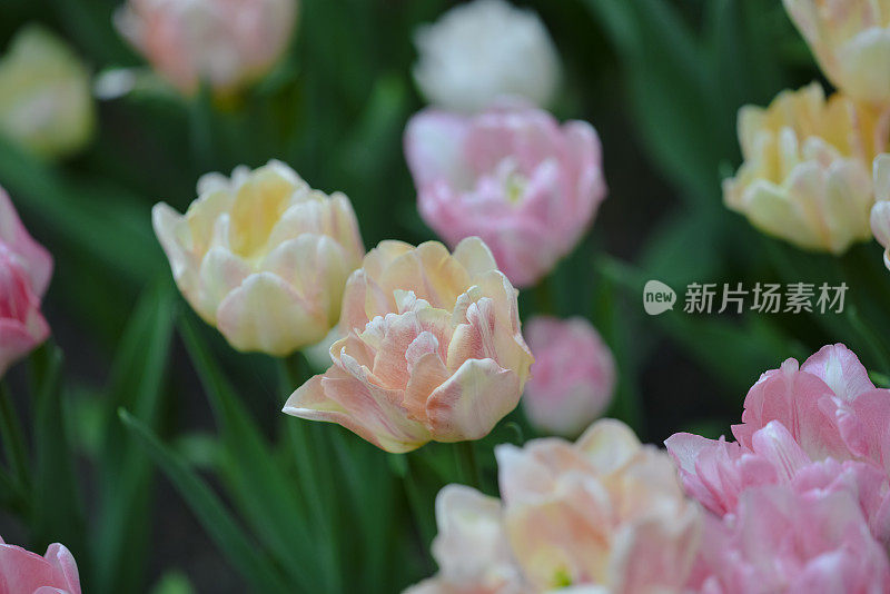 郁金香花园(带apo声纳135mm F2)